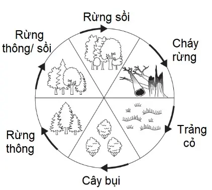 Câu 15: Sơ đồ dưới đây mô tả quá trình sinh học nào?