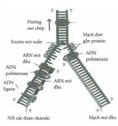 Câu 2: Cho các phát biểu sau đây về hình ảnh bên (1) Quá trình nhân đôi ADN diễn ra theo nguyên tắc bổ sung và bán bảo toàn. (2) Quá trình nhân đôi ADN bao giờ cũng diễn ra đồng thời với quá trình phiên mã. (3) Trên cả hai mạch khuôn, ADN polymeraza đều di chuyển theo chiều 5’ đến 3’ để tổng hợp mạch mới theo chiều 3’g5’. (4) Trong mỗi phân tử ADN được tạo thành thì một mạch là mới được tổng hợp, còn mạch kia là ADN ban đầu. (5) Trong quá trình nhân đôi ADN ở sinh vật nhân thực, enzim lối ligaza chỉ tác động lên một trong hai mạch đơn mới được tổng hợp từ một phân tử ADN mẹ. Trong các phát biểu trên, có bao nhiêu phát biểu không đúng?