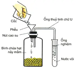 Câu 24: Để tìm hiểu quá trình hô hấp ở thực vật, 1 nhóm học sinh đã bố trí thí nghiệm như hình bên. Nước vôi được sử dụng trong thí nghiệm này nhằm mục đích nào sau đây?
