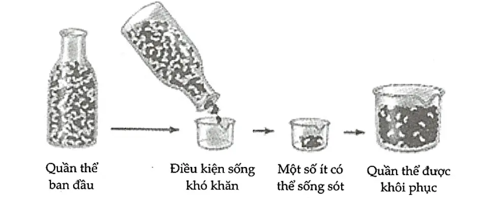 Câu 24: Hình ảnh dưới đây mô tả quá trình hình thành quần thể mới nhờ nhân tố tiến hóa. Hãy viết liền các số theo thứ tự từ nhỏ đến lớn mô tả đúng về đặc điểm của quần thể được khôi phục.