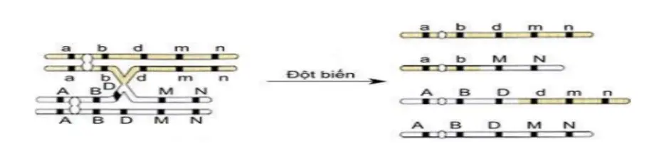 Câu 25: Một loài thực vật lưỡng bội sinh sản hữu tính, xét cặp NST số 1 chứa các cặp gen A, a; B, b; D, d; M, m; N, n. Giả sử quá trình giảm phân ở một số tế bào của cây P thuộc loài trên đã xảy ra đột biến được mô tả như hình.