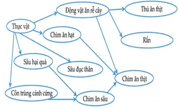 Câu 26: Giả sử lưới thức ăn trong hệ sinh thái được mô tả qua sơ đồ: Phân tích lưới thức ăn này, có bao nhiêu phát biểu sau đây sai? I. Có 3 chuỗi thức ăn gồm 3 ba bậc dinh dưỡng. II. Nếu loại bỏ động vật ăn rễ cây ra khỏi quần xã thì chỉ có rắn và thú ăn thịt mất đi. III. Có 2 loài vừa thuộc bậc dinh dưỡng cấp ba vừa thuộc bậc dinh dưỡng cấp bốn. IV. Thú ăn thịt và rắn không trùng lặp về ổ sinh thái dinh dưỡng