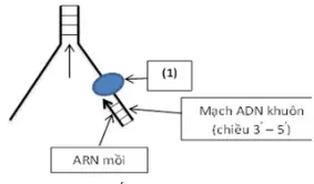 Câu 28: Cho hình vẽ sau mô tả về một giai đoạn của quá trình nhân đôi ADN ở sinh vật nhân thực: Biết rằng enzim số (1) là enzim đi vào mạch khuôn ADN sau khi đoạn ARN mồi đã được tổng hợp xong, (1) là enzim nào sau đây?