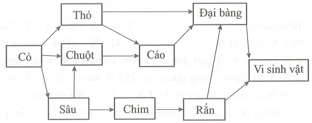 Câu 30: Quan sát lưới thức ăn dưới đây và cho biết, có bao nhiêu phát biểu sau đây là đúng? I. Lưới thức ăn trên có tối đa 6 chuỗi thức ăn. II. Thỏ, rắn, chim, chuột đều chỉ tham gia vào 2 chuỗi thức ăn. III. Đại bàng tham gia vào 5 chuỗi thức ăn. IV. Chuỗi thức ăn dài nhất có 6 mắt xích.