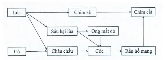 Câu 32: Giả sử lưới thức ăn trong 1 hệ sinh thái được mô tả ở hình bên. Theo lí thuyết, có bao nhiêu phát biểu sau đây đúng về lưới thức ăn này? I. Chuỗi thức ăn dài nhất có 6 mắt xích. II. Các có thể thuộc bậc dinh dưỡng cấp 3 hoặc bậc dinh dưỡng cấp 4. III. Có 3 loài thuộc sinh vật tiêu thụ bậc 2. IV. Rắn hổ mang có thể tham gia tối đa vào 4 chuỗi thức ăn.