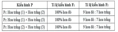 Câu 35: Ở một loài thực vật, tính trạng màu hoa do một số gen không alen phân li độc lập, mỗi gen có hai alen và tương tác với nhau theo kiểu bổ sung, trong đó kiểu gen quy định hoa đỏ chứa các alen trội của các gen. Tiến hành ba phép lai $P_1,P_2,P_3$ giữa các dòng hoa trắng thuần chủng thu được $F_1$, cho $F_1$ tự thụ phấn thu được $F_2$, kết quả được mô tả ở bảng bên. Theo lí thuyết, có bao nhiêu phát biểu sau đây về sự di truyền tính trạng này là đúng? I. Có ít nhất ba gen không alen quy định tính trạng màu sắc hoa. II. Nếu cho các cây hoa trắng ở $F_2$ của $P_1$ tự thụ phấn thì đời con tạo ra toàn cây hoa trắng. III. Nếu cho cây $F_1$ của $P_1$ giao phấn với cây $F_1$ của $P_3$ thì đời con tạo ra có tỉ lệ kiểu hình là 3 hoa đỏ : 1 hoa trắng. IV. Nếu cho các cây hoa đỏ $F_2$ của $P_2$ tự thụ phấn thì đời con tạo ra có tỉ lệ kiểu hình là 25 hoa đỏ : 11 hoa trắng.