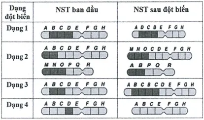 Câu 37: Hình bên mô tả các dạng đột biến cấu trúc NST ở thực vật. Biết mỗi tế bào chỉ xảy ra một dạng đột biến. Mỗi chữ in hoa là kí hiệu của một gen trên NST. Có bao nhiêu phát biểu sau đây về các dạng đột biến thể hiện ở hình bên là đúng? I. Dạng 1 có thể không làm thay đổi hàm lượng ADN trong nhân tế bào. II. Dạng 2 có thể xảy ra do sự trao đổi đoạn giữa hai NST không tương đồng. III. Cả bốn dạng đột biến đều có thể tạo nên nguồn nguyên liệu cho quá trình tiến hóa. IV. Dạng 4 có thể dùng để loại khỏi NST những gen không mong muốn ở một số giống cây trồng.