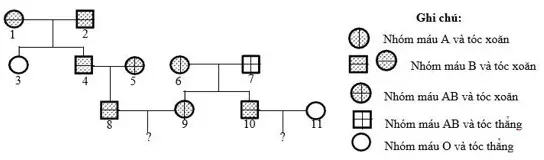 Câu 37: Ở người, gen quy định nhóm máu và gen quy định dạng tóc đều nằm trên nhiễm sắc thể thường và phân li độc lập. Theo dõi sự di truyền của hai gen này ở một dòng họ, người ta vẽ được phả hệ sau: Biết rắng gen quy định nhóm máu gồm 3 alen, trong đó kiểu gen IAIA và IAIO đều quy định nhóm máu A, kiểu gen IBIB và IBIO đều quy định nhóm máu B, kiểu gen IAIB quy định nhóm máu AB và kiểu gen IOIO quy định nhóm máu O, gen quy định dạng tóc có hai alen, alen trội là trội hoàn toàn, người số 5 mang alen quy định tóc thẳng và không phát sinh đột biến mới ở tất cả những người trong phả hệ. Theo lí thuyết, có bao nhiêu phát biểu sau đây đúng? I. Xác định được tối đa kiểu gen của 8 người trong phả hệ. II. Người số 4 và người số 10 có thể có kiểu gen giống nhau. III. Xác suất sinh con có nhóm máu A và tóc xoăn của cặp 8-9 là 17/32 IV. Xác suất sinh con có nhóm máu O và tóc thẳng của cặp 10-11 là 1/2