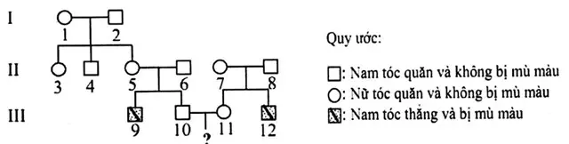 Câu 38: Ở người, gen quy định dạng tóc nằm trên nhiễm sắc thể thường có 2 alen, alen A quy định tóc quăn trội hoàn toàn so với alen a quy định tóc thẳng; Bệnh mù màu đỏ - xanh lục do alen lặn b nằm trên vùng không tương đồng của nhiễm sẳc thế giới tính X quy định, alen trội B quy định mắt nhìn màu bình thường. Cho sơ đồ phả hệ sau. Biết rằng không phát sinh các đột biến mới ở tất cả các cá thể trong phả hệ. Cặp vợ chồng III.10 - III.11 trong phả hệ này sinh con, xác suất đứa con đầu lòng không mang alen lặn