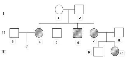 Câu 39: Một quần thể người đang ở trạng thái cân bằng di truyền, tần số người bị mắc một bệnh di truyền đơn gen là 9%. Phả hệ dưới đây cho thấy một số thành viên (màu đen) bị một bệnh này. Kiểu hình của người có đánh dấu (?) là chưa biết. Có 4 kết luận rút ra từ sơ đồ phả hệ trên: (1) Cá thể III9 chắc chắn không mang alen gây bệnh. (2) Cá thể II5 có thể không mang alen gây bệnh. (3) Xác suất để có thể II3 có kiểu gen dị hợp tử là 50%. (4) Xác suất cá thể con III (?) bị bệnh là 23%. Số kết luận đúng là:
