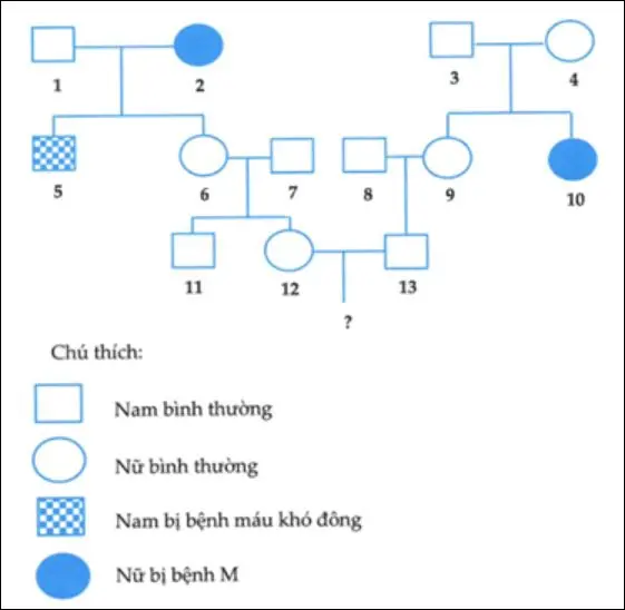 Câu 40: Cho biết: sơ đồ phả hệ sau đây về sự di truyền của một bệnh M và bệnh máu khó đông ở người. Biết rằng đối với tính trạng bệnh M, tỉ lệ người mang gen gây bệnh trong tổng số người bình thường trong quần thể là 1/9. Quần thể này đang ở trạng thái cân bằng di truyền tính trạng máu khó đông với tỉ lệ người mắc bệnh mau khó đông ở nam giới là 1/10 Biết rằng không xảy ra đột biến ở tất cả những người ở trong phả hệ. Phân tích phả hệ và cho biết có bao nhiêu kết luận đúng trong số các kết luận dưới đây? I. Có thể xác định chính xác được kiểu gen của 4 người trong phả hệ II. Có thể có tối đa 7 người trong phả hệ trên có kiểu gen đồng hợp trội về tính trạng bệnh M III. xác suất cặp vợ chồng số 12 – 13 sinh 1 đứa con trai đầu lòng không bị cả hai bệnh là 40,75% IV. Khả năng người con gái số 9 mang kiểu gen dị hợp về cả hai tính trạng là 12,12% V. Xác suất cặp vợ chồng số 12 – 13 sinh hai đứa con óc kiểu hình khác nhau là 56,37%