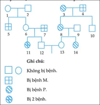 Câu 40: Cho sơ đồ phả hệ ở hình dưới đây mô tả sự di truyền 2 bệnh ở người: Bệnh P do một trong hai alen của một gen nằm trên nhiễm sắc thể thường quy định; bệnh M do một trong hai alen của một gen nằm ở vùng không tương đồng trên nhiễm sắc thể giới tính X quy định. Biết rằng không xảy ra đột biến. Theo lí thuyết, có bao nhiêu phát biểu sau đây đúng? I. Trong gia đình cặp vợ chồng 3-4 và con đẻ của họ, có thể xác định được kiểu gen của người bố số 4 và các con. II. Người số 6 có kiểu gen đồng hợp tử về hai cặp gen. III. Xác suất sinh con thứ nhất chỉ bị bệnh P của cặp 12 - 13 là 1/48. IV. Xác suất sinh con thứ nhất là con trai và bị cả 2 bệnh của cặp 12 -13 là 1/48.