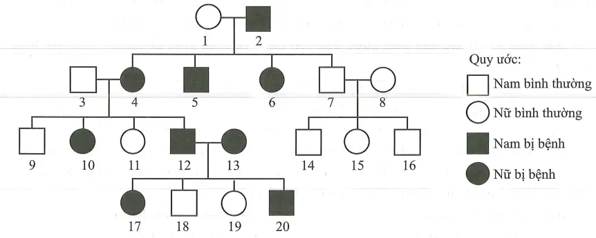 Câu 40: Cho sơ đồ phả hệ sau: Sơ đồ phả hệ trên mô tả sự di truyền một bệnh ở người do một trong hai alen của một gen quy định. Biết rằng không xảy ra đột biến mới ở tất cả các cá thể trong phả hệ. Trong các phát biểu sau, có bao nhiêu phát biểu đúng? (1) Có 18 người trong phả hệ này xác định được chính xác kiểu gen. (2) Có ít nhất 13 người trong phả hệ này có kiểu gen đồng hợp tử. (3) Tất cả những người bị bệnh trong phả hệ này đều có kiểu gen đồng hợp tử. (4) Những người không bị bệnh trong phả hệ này đều không mang alen gây bệnh.