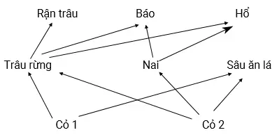 Câu 40: Giả sử lưới thức ăn trong 1 hệ sinh thái được mô tả ở hình bên. Nếu trâu rừng bị loại bỏ hoàn toàn khỏi hệ sinh thái này thì theo lí thuyết, có bao nhiêu phát biểu sau đây đúng? I. Rận trâu sẽ bị loại bỏ khỏi hệ sinh thái này nếu chúng không lấy thức ăn từ mắt xích khác. II. Số lượng cá thể sâu ăn lá có thể tăng lên vì có nguồn dinh dưỡng dồi dào hơn. III. Số lượng cá thể nai không bị ảnh hưởng vì không liên quan đến cỏ 1. IV. Mức độ cạnh tranh giữa hổ và báo có thể tăng lên.