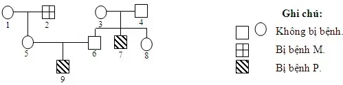 Câu 40: Sơ đồ phả hệ dưới đây mô tả sự di truyền hai bệnh ở người do gen này nằm ở vùng không tương đồng của nhiễm sắc thể giới tính X quy định. Biết rằng không xảy ra đột biến. Theo lí thuyết, có bao nhiêu phát biểu sau đây đúng? I. Người số 3 dị hợp về bệnh P. II. Người số 5 có kiểu gen dị hợp về cả hai cặp gen. III. Có thể biết được kiểu gen của 6 người trong số 9 người nói trên. IV. Nếu cặp vợ chồng số 5, 6 sinh đứa con thứ 2 bị cả 2 bệnh thì người số 5 có hoán vị gen.